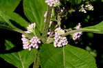 American beautyberry